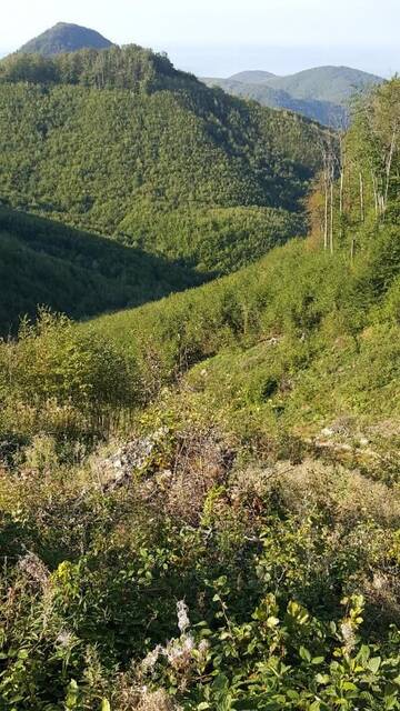 Фото номера Стандартный двухместный номер с 1 кроватью Гостевой дом La Bustea г. Hărţăgani 22